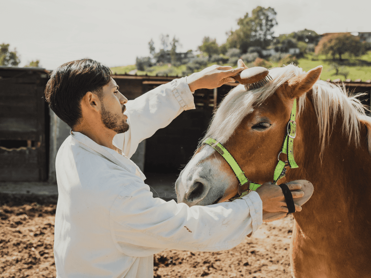 pre-vet MVNU Mount Vernon Nazarene University student horse